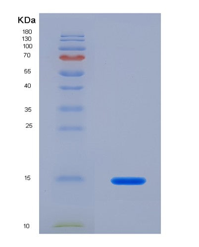 SDS-PAGE analysis of Human NRGN (Neurogranin) - Recombinant Protein, showing >85% purity under 15% SDS-PAGE (Reduced)