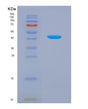 SDS-PAGE analysis of Human SLC2A4 (Solute Carrier Family 2, Facilitated Glucose Transporter Member 4) - Recombinant Protein, showing >90% purity under 15% SDS-PAGE (Reduced)