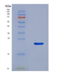 SDS-PAGE analysis of Human THRSP (Thyroid Hormone-Inducible Hepatic Protein) - Recombinant Protein, showing >95% purity under 15% SDS-PAGE (Reduced)