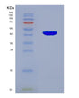 SDS-PAGE analysis of Human GPX4 (Phospholipid Hydroperoxide Glutathione Peroxidase Gpx4) - Recombinant Protein, showing >90% purity under 15% SDS-PAGE (Reduced)