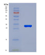 SDS-PAGE analysis of Human CASP10 (Caspase-10) - Recombinant Protein, showing >85% purity under 15% SDS-PAGE (Reduced)