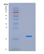SDS-PAGE analysis of Human TSLP (Thymic Stromal Lymphopoietin) - Recombinant Protein, showing >95% purity under 15% SDS-PAGE (Reduced)
