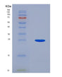 SDS-PAGE analysis of Human UBE2F (Nedd8-Conjugating Enzyme Ube2F) - Recombinant Protein, showing >90% purity under 15% SDS-PAGE (Reduced)