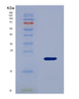 SDS-PAGE analysis of Human MDK (Midkine) - Recombinant Protein, showing >90% purity under 15% SDS-PAGE (Reduced)