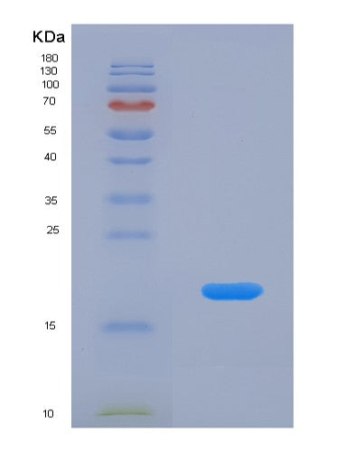 SDS-PAGE analysis of Human IL11 (Interleukin-11) - Recombinant Protein, showing >90% purity under 15% SDS-PAGE (Reduced)