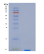 SDS-PAGE analysis of Human EDN1 (Endothelin-1) - Recombinant Protein, showing >90% purity under 15% SDS-PAGE (Reduced)