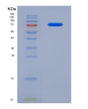 SDS-PAGE analysis of Human ATP9B (Probable Phospholipid-Transporting Atpase Iib) - Recombinant Protein, showing >90% purity under 15% SDS-PAGE (Reduced)