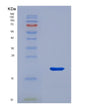 SDS-PAGE analysis of Human CNRIP1 (Cb1 Cannabinoid Receptor-Interacting Protein 1) - Recombinant Protein, showing >90% purity under 15% SDS-PAGE (Reduced)
