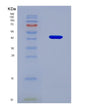 SDS-PAGE analysis of Human ACVR2A (Activin Receptor Type-2A) - Recombinant Protein, showing >90% purity under 15% SDS-PAGE (Reduced)