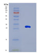 SDS-PAGE analysis of Human MMRN1 (Multimerin-1) - Recombinant Protein, showing >90% purity under 15% SDS-PAGE (Reduced)
