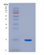 SDS-PAGE analysis of Human TAFA4 (Chemokine-Like Protein Tafa-4) - Recombinant Protein, showing >85% purity under 15% SDS-PAGE (Reduced)