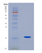 SDS-PAGE analysis of Human ACVR2B (Activin Receptor Type-2B) - Recombinant Protein, showing >90% purity under 15% SDS-PAGE (Reduced)
