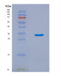 SDS-PAGE analysis of Human OGA (Protein O-Glcnacase) - Recombinant Protein, showing >90% purity under 15% SDS-PAGE (Reduced)