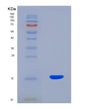 SDS-PAGE analysis of Human MST1 (Hepatocyte Growth Factor-Like Protein) - Recombinant Protein, showing >90% purity under 15% SDS-PAGE (Reduced)