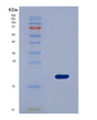 SDS-PAGE analysis of Human AMELX (Amelogenin, X Isoform) - Recombinant Protein, showing >95% purity under 15% SDS-PAGE (Reduced)