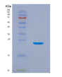 SDS-PAGE analysis of Mouse Mmp12 (Macrophage Metalloelastase) - Recombinant Protein, showing >90% purity under 15% SDS-PAGE (Reduced)