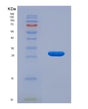 SDS-PAGE analysis of Human HSPG2 (Basement Membrane-Specific Heparan Sulfate Proteoglycan Core Protein) - Recombinant Protein, showing >90% purity under 15% SDS-PAGE (Reduced)