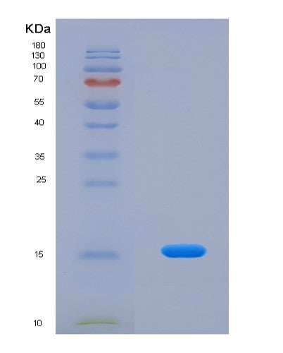 SDS-PAGE analysis of Human MYCBP (C-Myc-Binding Protein) - Recombinant Protein, showing >90% purity under 15% SDS-PAGE (Reduced)