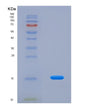 SDS-PAGE analysis of Human MYCBP (C-Myc-Binding Protein) - Recombinant Protein, showing >90% purity under 15% SDS-PAGE (Reduced)