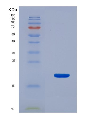 SDS-PAGE analysis of Human TSC22D3 (Tsc22 Domain Family Protein 3) - Recombinant Protein, showing >90% purity under 15% SDS-PAGE (Reduced)