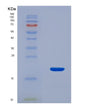 SDS-PAGE analysis of Human TSC22D3 (Tsc22 Domain Family Protein 3) - Recombinant Protein, showing >90% purity under 15% SDS-PAGE (Reduced)