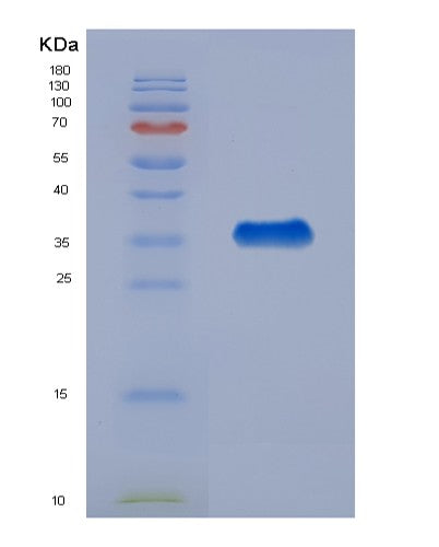 SDS-PAGE analysis of Human PHB2 (Prohibitin-2) - Recombinant Protein, showing >90% purity under 15% SDS-PAGE (Reduced)