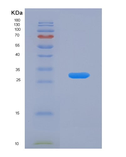 SDS-PAGE analysis of Human BAG1 (Bag Family Molecular Chaperone Regulator 1) - Recombinant Protein, showing >90% purity under 15% SDS-PAGE (Reduced)