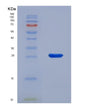 SDS-PAGE analysis of Human LXN (Latexin) - Recombinant Protein, showing >85% purity under 15% SDS-PAGE (Reduced)