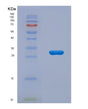 SDS-PAGE analysis of Mouse Ikbkb (Inhibitor Of Nuclear Factor Kappa-B Kinase Subunit Beta) - Recombinant Protein, showing >90% purity under 15% SDS-PAGE (Reduced)