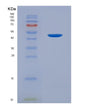 SDS-PAGE analysis of Human LGMN (Legumain) - Recombinant Protein, showing >90% purity under 15% SDS-PAGE (Reduced)