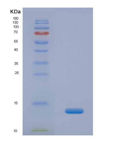 SDS-PAGE analysis of Human INS (Insulin) - Recombinant Protein, showing >90% purity under 15% SDS-PAGE (Reduced)