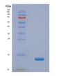 SDS-PAGE analysis of Human INS (Insulin) - Recombinant Protein, showing >90% purity under 15% SDS-PAGE (Reduced)