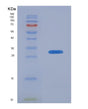 SDS-PAGE analysis of Human PINK1 (Serine/Threonine-Protein Kinase Pink1, Mitochondrial) - Recombinant Protein, showing >90% purity under 15% SDS-PAGE (Reduced)