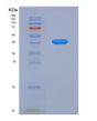 SDS-PAGE analysis of Human HDAC8 (Histone Deacetylase 8) - Recombinant Protein, showing >85% purity under 15% SDS-PAGE (Reduced)
