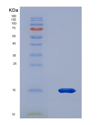 SDS-PAGE analysis of Human PKIB (Camp-Dependent Protein Kinase Inhibitor Beta) - Recombinant Protein, showing >85% purity under 15% SDS-PAGE (Reduced)