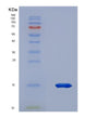 SDS-PAGE analysis of Human PKIB (Camp-Dependent Protein Kinase Inhibitor Beta) - Recombinant Protein, showing >85% purity under 15% SDS-PAGE (Reduced)