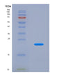 SDS-PAGE analysis of Human ZBP1 (Z-Dna-Binding Protein 1) - Recombinant Protein, showing >90% purity under 15% SDS-PAGE (Reduced)