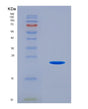 SDS-PAGE analysis of Human IL25 (Interleukin-25) - Recombinant Protein, showing >85% purity under 15% SDS-PAGE (Reduced)