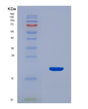 SDS-PAGE analysis of Human MAP1LC3A (Microtubule-Associated Protein 1 Light Chain 3 Alpha) - Recombinant Protein, showing >90% purity under 15% SDS-PAGE (Reduced)
