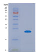 SDS-PAGE analysis of Human CLMP (Cxadr-Like Membrane Protein) - Recombinant Protein, showing >95% purity under 15% SDS-PAGE (Reduced)