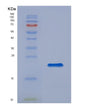 SDS-PAGE analysis of Human GREM2 (Gremlin-2) - Recombinant Protein, showing >95% purity under 15% SDS-PAGE (Reduced)