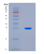 SDS-PAGE analysis of Human Diablo Homolog (DIABLO) - Recombinant Protein, showing >95% purity under 15% SDS-PAGE (Reduced)