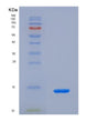 SDS-PAGE analysis of Mouse Ccl24 (C-C Motif Chemokine 24) - Recombinant Protein, showing >85% purity under 15% SDS-PAGE (Reduced)
