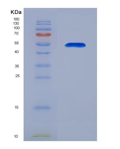 SDS-PAGE analysis of Human BPIFA1 (Bpi Fold-Containing Family A Member 1) - Recombinant Protein, showing >90% purity under 15% SDS-PAGE (Reduced)