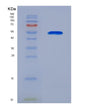 SDS-PAGE analysis of Human BPIFA1 (Bpi Fold-Containing Family A Member 1) - Recombinant Protein, showing >90% purity under 15% SDS-PAGE (Reduced)