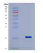 SDS-PAGE analysis of Human NRN1 (Neuritin) - Recombinant Protein, showing >90% purity under 15% SDS-PAGE (Reduced)