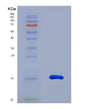 SDS-PAGE analysis of Human CCL28 (C-C Motif Chemokine 28) - Recombinant Protein, showing >95% purity under 15% SDS-PAGE (Reduced)