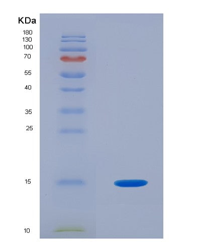 SDS-PAGE analysis of Human PHPT1 (14 Kda Phosphohistidine Phosphatase) - Recombinant Protein, showing >95% purity under 15% SDS-PAGE (Reduced)