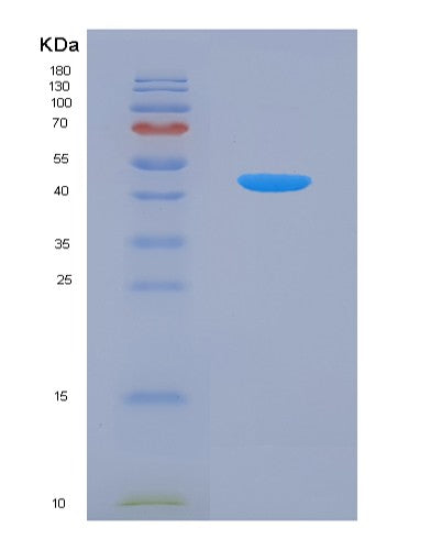 SDS-PAGE analysis of Human CHI3L1 (Chitinase-3-Like Protein 1) - Recombinant Protein, showing >90% purity under 15% SDS-PAGE (Reduced)