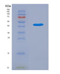 SDS-PAGE analysis of Human TBC1D13 (Tbc1 Domain Family Member 13) - Recombinant Protein, showing >85% purity under 15% SDS-PAGE (Reduced)